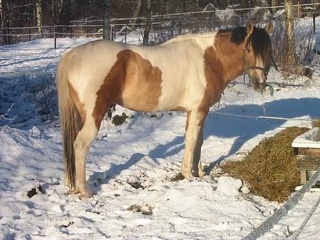 Paint Gamblers watnsee  billede 3