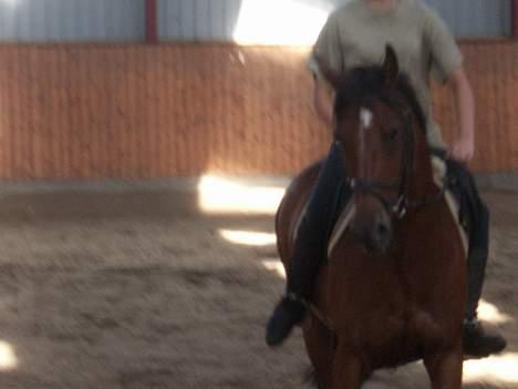 Anden særlig race Comet billede 10