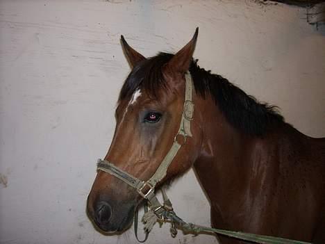 Anden særlig race Comet billede 15