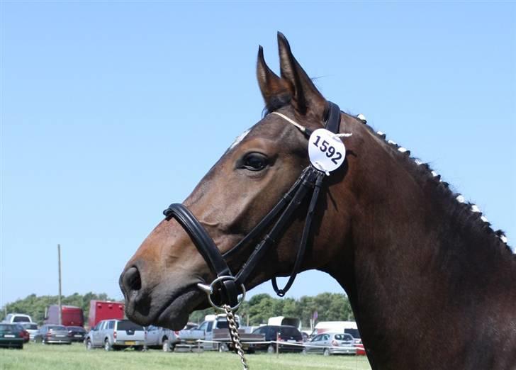 Oldenborg Dea af Vodagergård - D. 6. juni 2008 - Dea til Roskilde Dyrskue 2008 som 2 års. billede 11