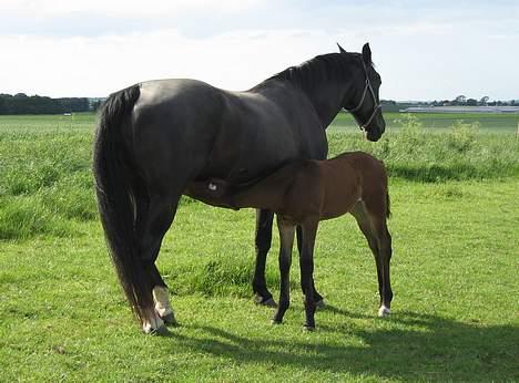 Oldenborg Dea af Vodagergård - D. 23. juni 2006 - Det er godt med en tår mælk i varmen :-) billede 12