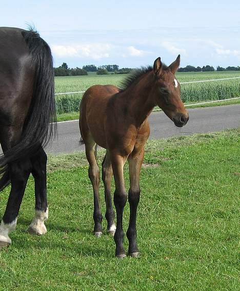 Oldenborg Dea af Vodagergård - D. 23. juni 2006 billede 13