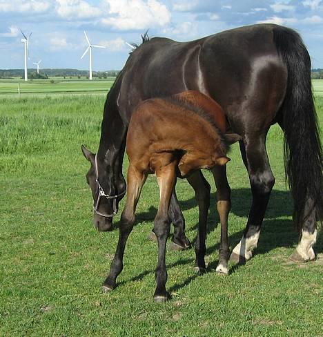 Oldenborg Dea af Vodagergård - D. 23. juni 2006 billede 14