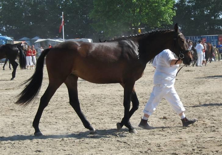 Oldenborg Dea af Vodagergård - D. 6. juni 2008 - Dea til karakteristik-oplæsning under Roskilde Dyrskue 2008. billede 15