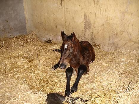 Oldenborg Dea af Vodagergård - Her er hun begyndt at "vågne" :-) Er hun ikke bare smuk *S* billede 16