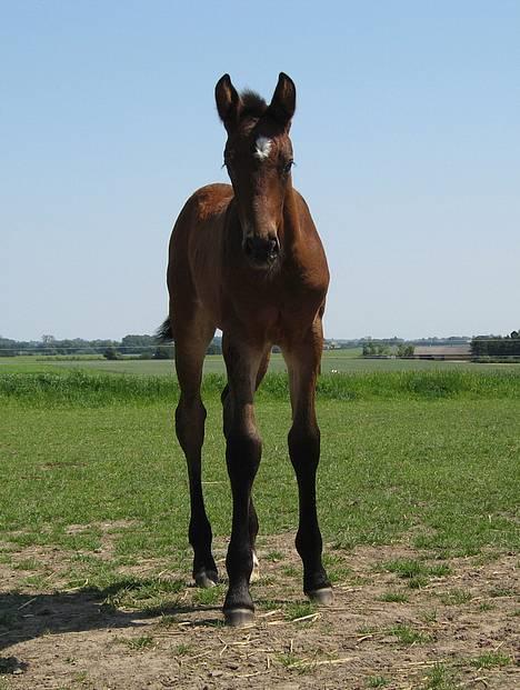 Oldenborg Dea af Vodagergård - D. 25. juni 2006 - Hun er så nysgerrig :-) billede 17