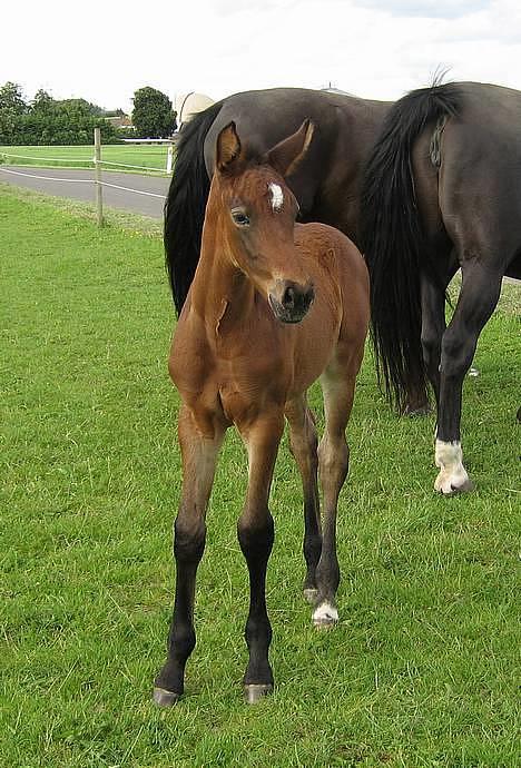 Oldenborg Dea af Vodagergård - Fra d. 25. juni 2006 - Smukke føl :-) billede 18