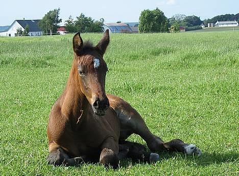 Oldenborg Dea af Vodagergård - Fra d. 25. juni 2006 - Det er hårdt at være føl :-) billede 19