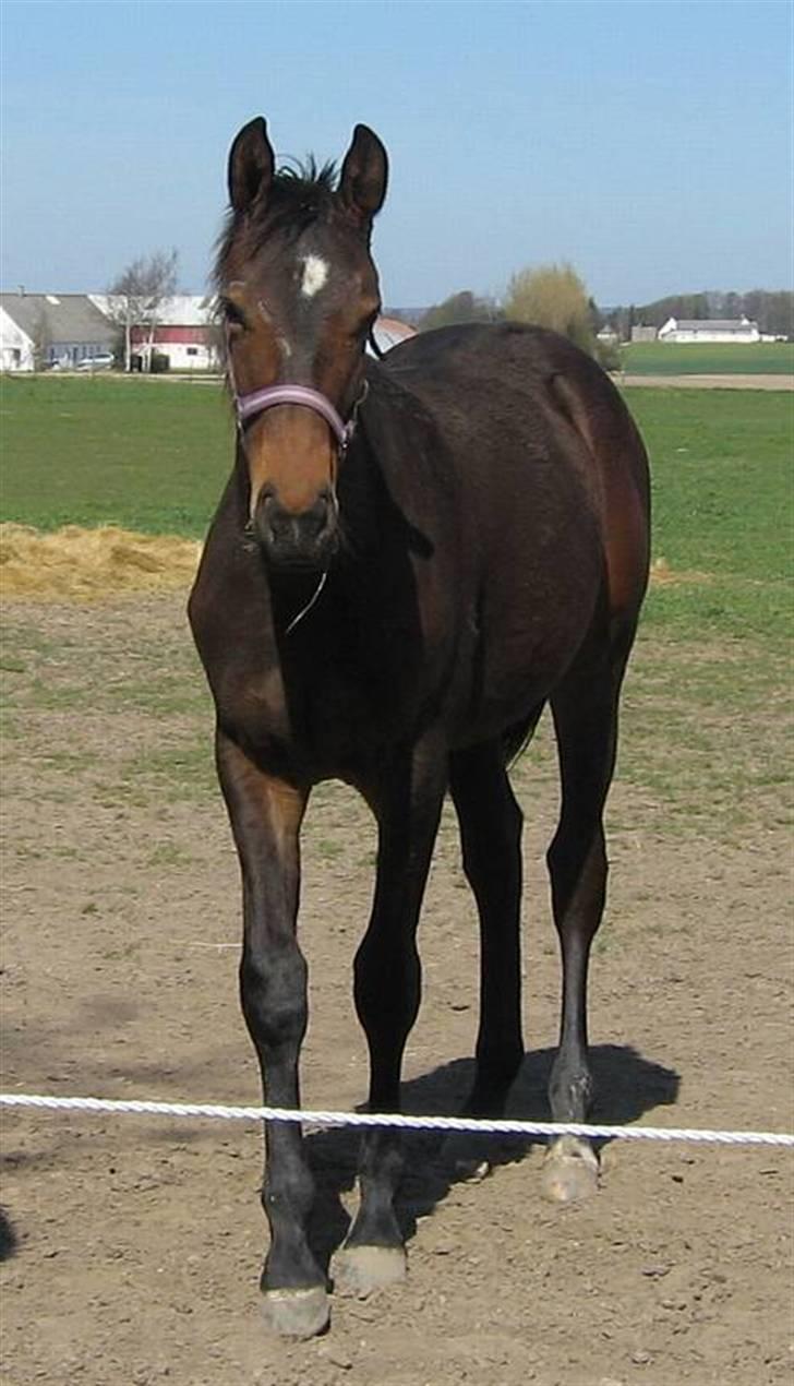 Oldenborg Dea af Vodagergård - Fra d. 22. april 2007 - Smukke Dea, da hun var 1 år :-) billede 20