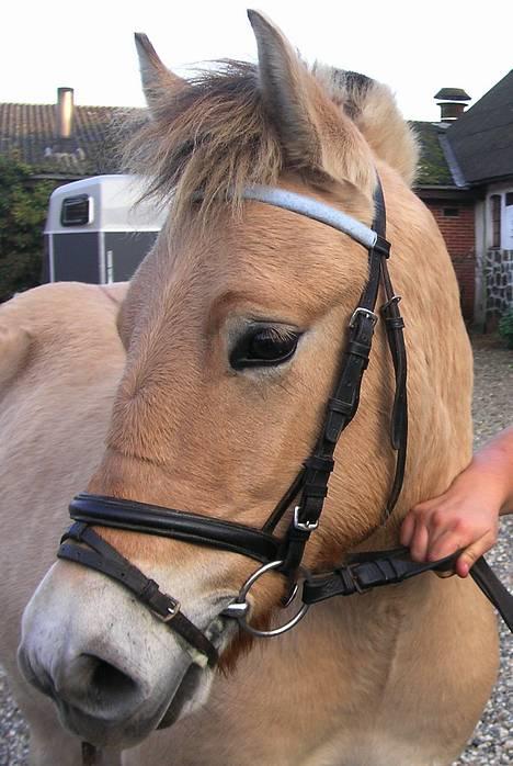 Fjordhest Casus - solgt :'( - dejlige casus  billede 1