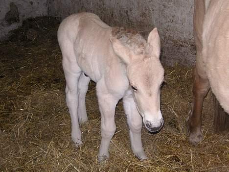 Fjordhest Casus - solgt :'( - En af han hans første dage  billede 2