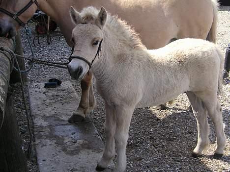 Fjordhest Casus - solgt :'( - Så er han blevet lidt ældre. Et par dage før landsskuet i Herning billede 3