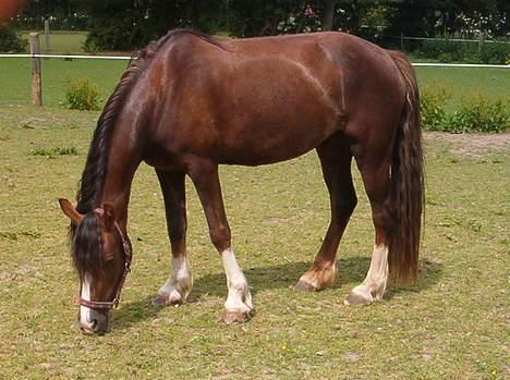 Welsh Cob (sec D) Sulkendrupgårds Lady Mira - Hendes gamle hjem.. billede 1