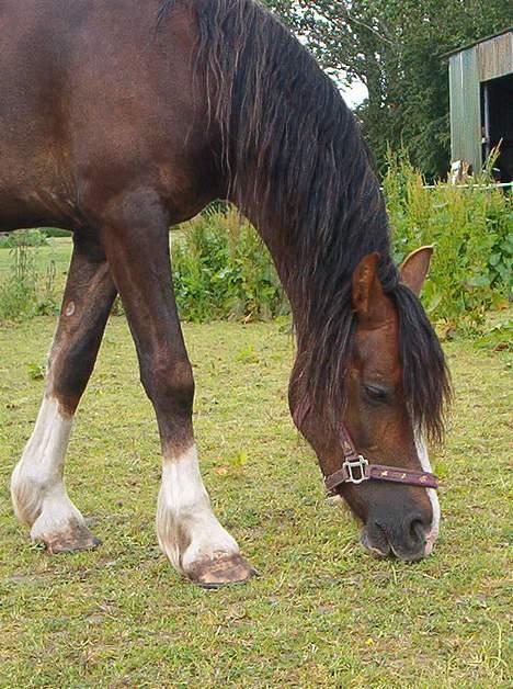 Welsh Cob (sec D) Sulkendrupgårds Lady Mira - Hendes gamle hjem.. billede 2