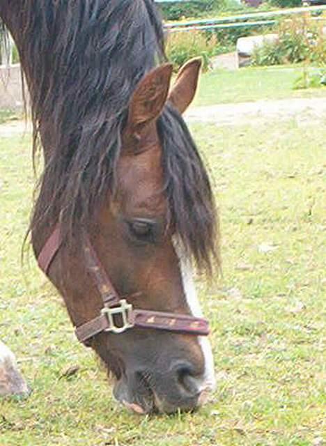 Welsh Cob (sec D) Sulkendrupgårds Lady Mira - Hendes gamle hjem.. billede 3