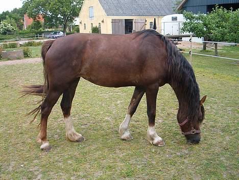 Welsh Cob (sec D) Sulkendrupgårds Lady Mira - Hendes gamle hjem.. billede 4