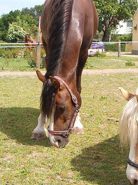 Welsh Cob (sec D) Sulkendrupgårds Lady Mira - Hendes gamle hjem.. billede 5