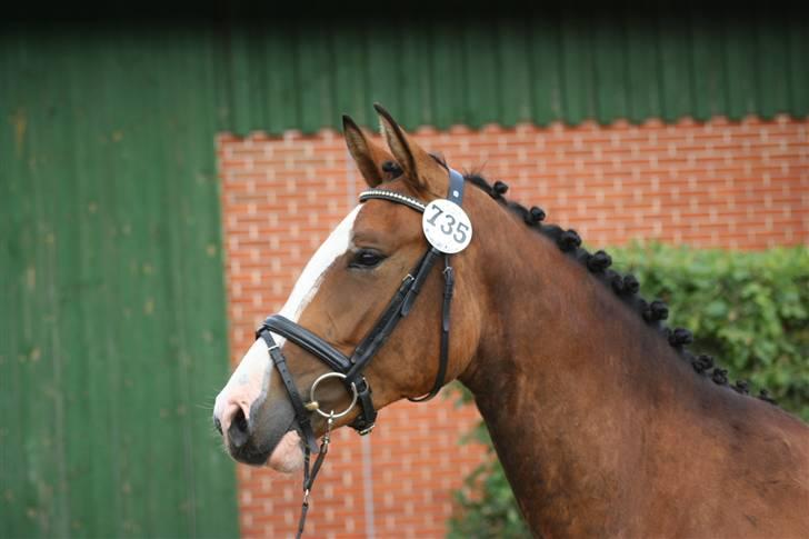 Dansk Varmblod Quentel Lindell - Quentel 11/8-08 billede 2