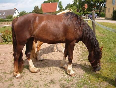 Welsh Cob (sec D) Sulkendrupgårds Lady Mira - Inden jeg fik hende hjem.. billede 6