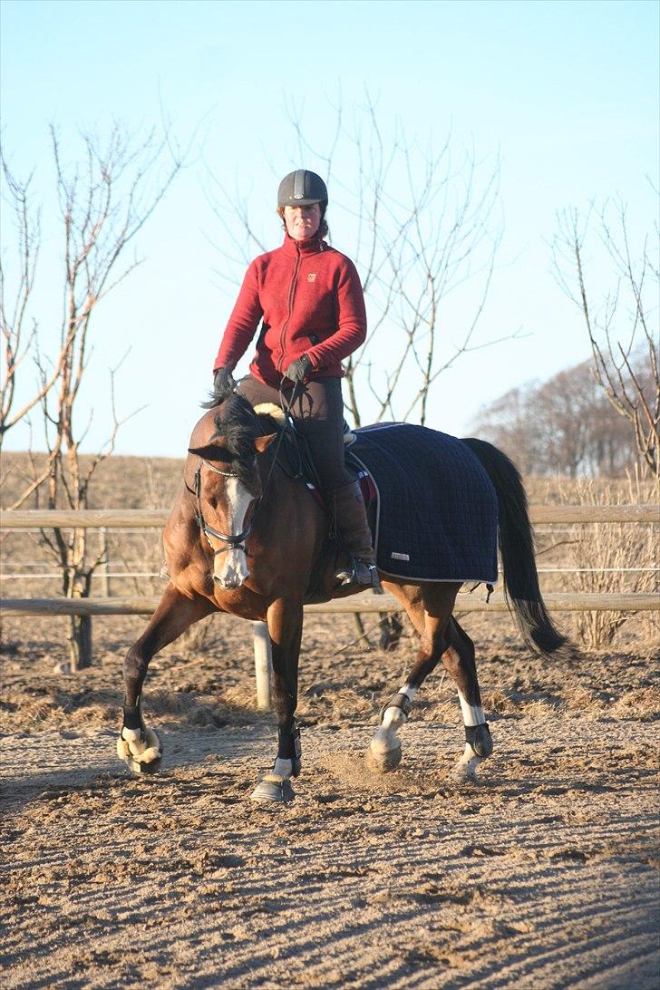 Dansk Varmblod Quentel Lindell - 6. marts 2011 billede 1