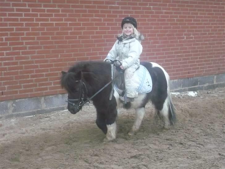 Shetlænder Mini Max - Mini Max og Kirstine billede 1