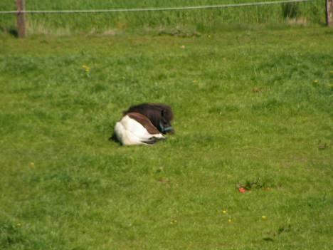 Shetlænder Mini Max - jeg sover billede 3