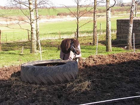 Shetlænder Mini Max billede 4