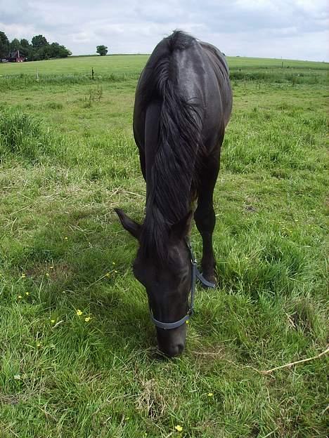 Oldenborg Lucius Bedsted solgt billede 12