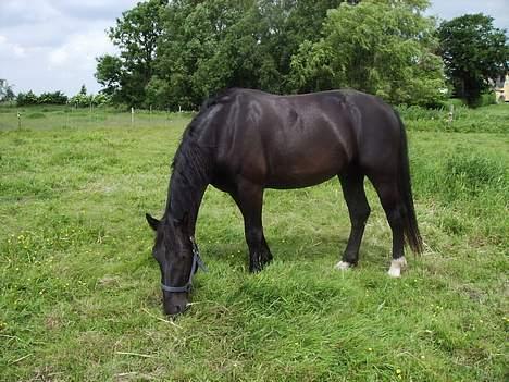 Oldenborg Lucius Bedsted solgt billede 13