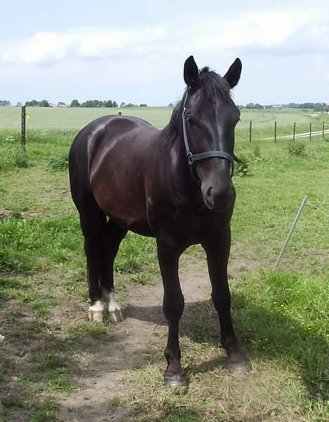 Oldenborg Lucius Bedsted solgt billede 14