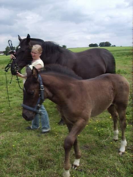 Oldenborg Bøgsted-Møllers Lucia billede 11