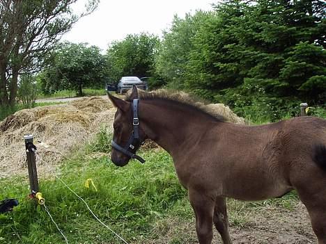 Oldenborg Bøgsted-Møllers Lucia billede 12