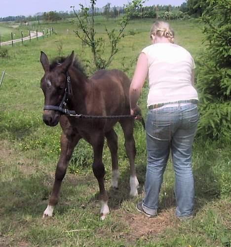 Oldenborg Bøgsted-Møllers Lucia - Katrine(opdrætteren) prøver at løfte bagben. billede 13