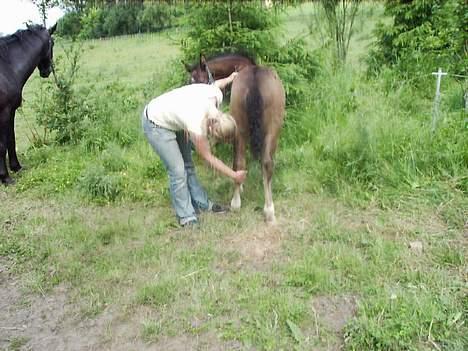 Oldenborg Bøgsted-Møllers Lucia - Her er Katrine tæt på at få benet..lykkedes ikke lige der, men Katrine vandt dog kampen til sidst billede 14