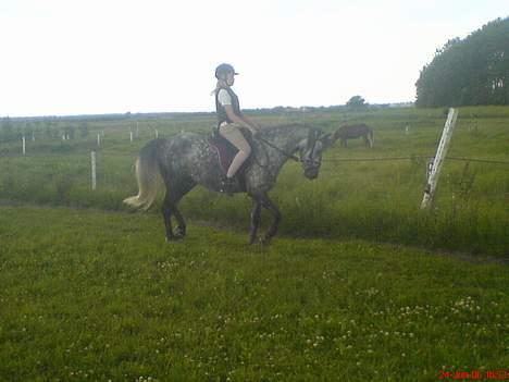 Anden særlig race Tulle - Mig og Tulle sommeren 06 i Dressur, i slutningen af en vellykket volte =D billede 5