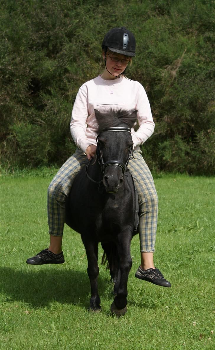 Shetlænder Ciki  - D. 09-08-08 billede 1