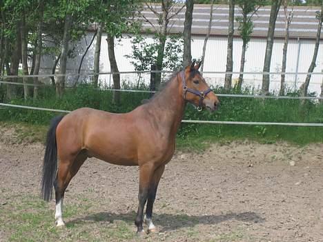 Hollandsk Sportspony Ferro - mit evige savn! - da vi have haft ferro i 2 dag  billede 2