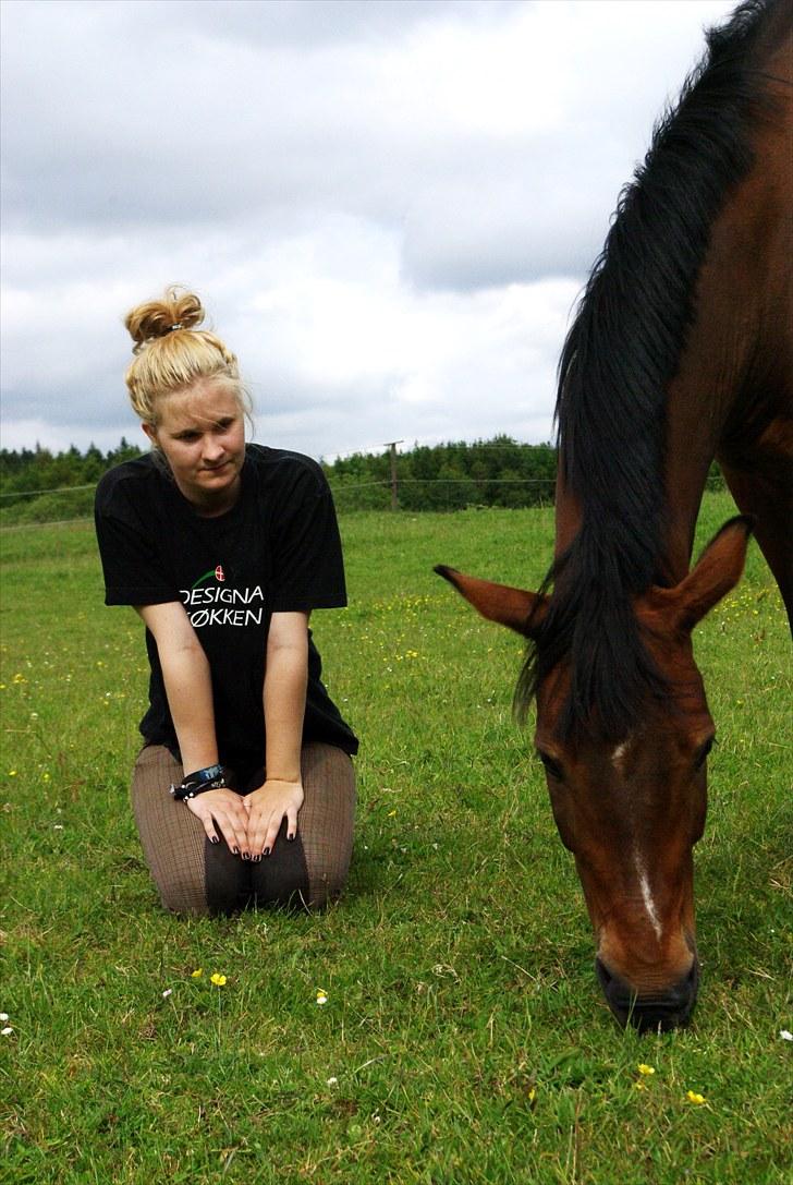 Hollandsk Sportspony Ferro - mit evige savn! billede 3