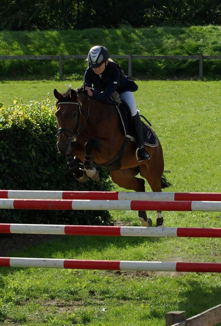 Hollandsk Sportspony Ferro - mit evige savn! - Tørring MB 4.plads billede 4