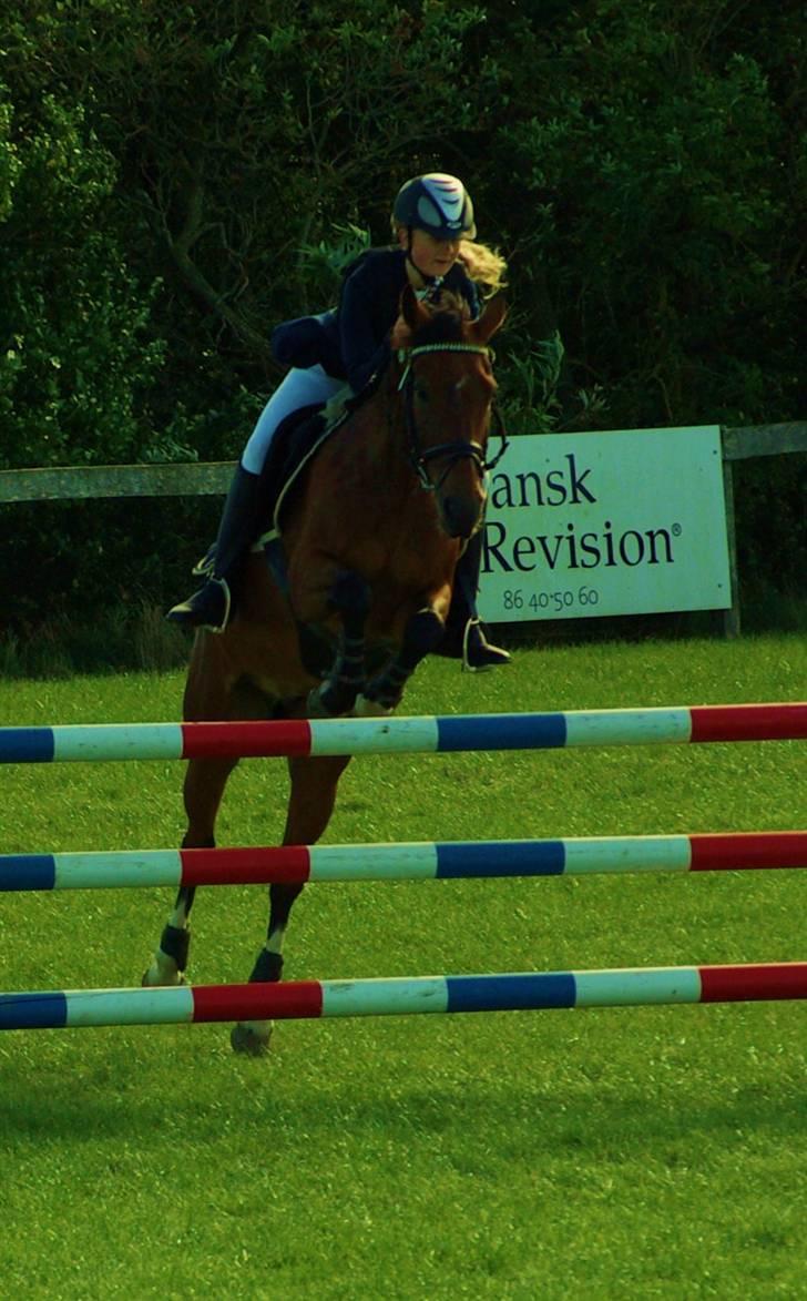 Hollandsk Sportspony Ferro - mit evige savn! - Tørring MB - 4. plads  billede 5