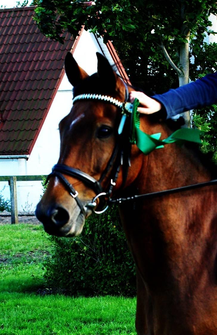 Hollandsk Sportspony Ferro - mit evige savn! - ferro  billede 6