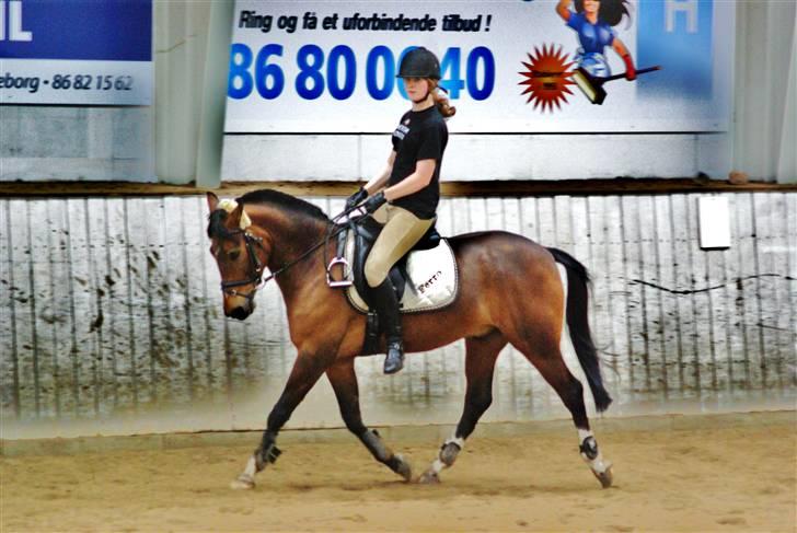Hollandsk Sportspony Ferro - mit evige savn! - dressur - marts 2008 billede 7