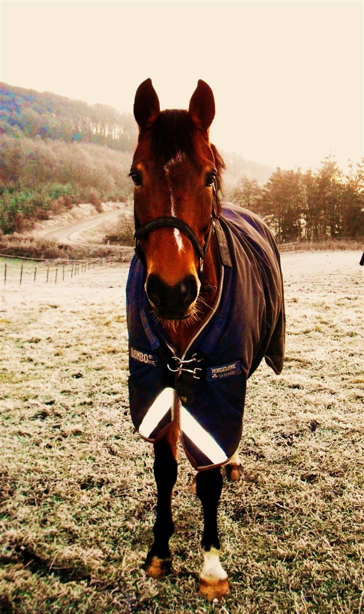 Hollandsk Sportspony Ferro - mit evige savn! billede 8