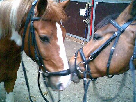 Hollandsk Sportspony Ferro - mit evige savn! - ferro & skubbi <3 billede 9