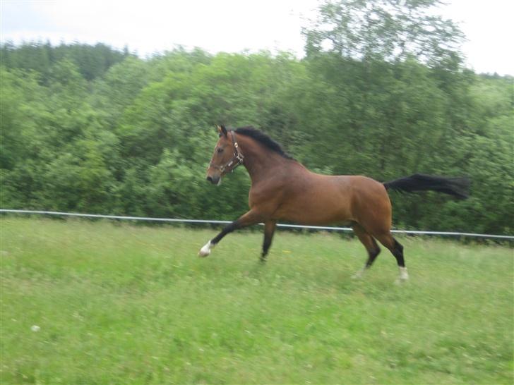 Hollandsk Sportspony Ferro - mit evige savn! - fart på ferro på folden  billede 11
