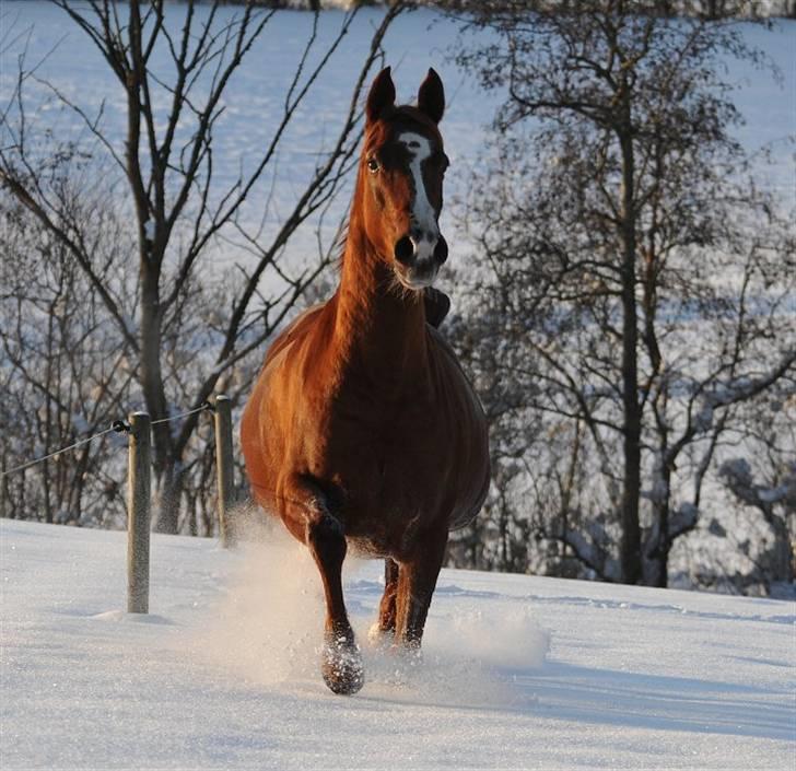 Anden særlig race Aarupgårdes Modena... - Foto: Jani P billede 5