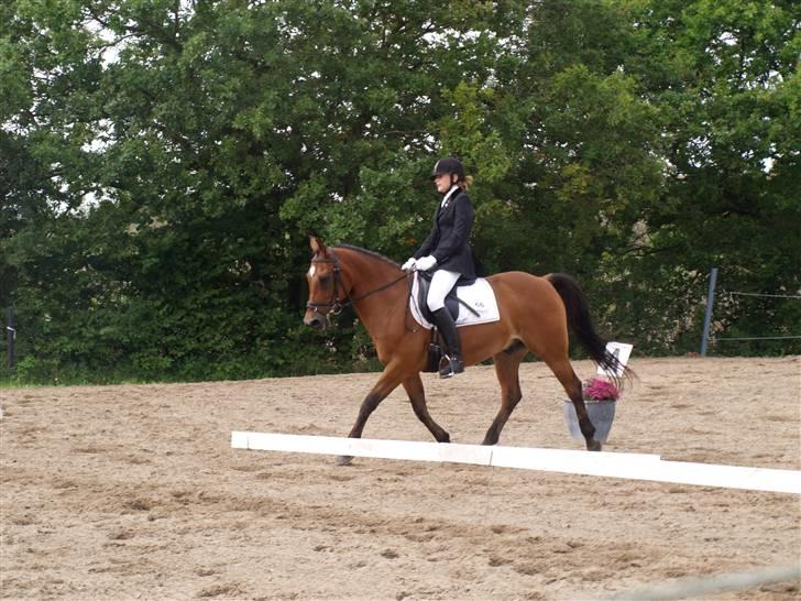 Anden særlig race Prins billede 19