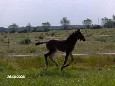 Oldenborg Kildegårds Fidelius billede 13