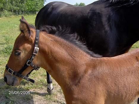 Oldenborg Kildegårds Fidelius billede 15