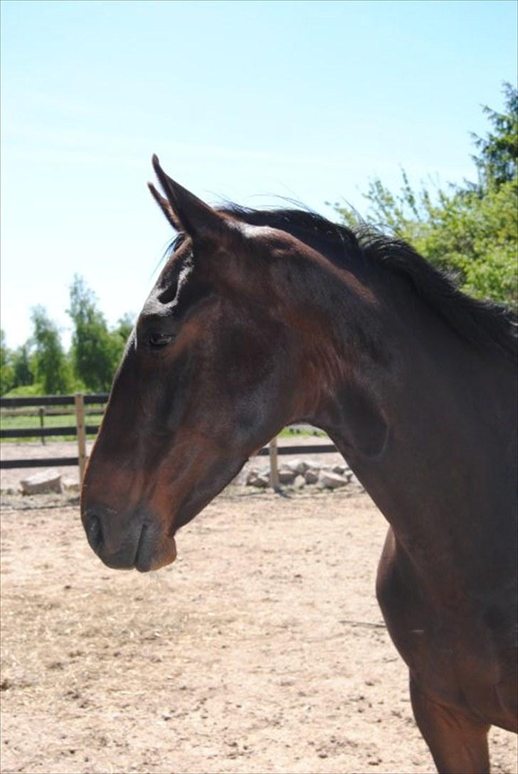 Oldenborg Kildegårds Fidelius billede 16